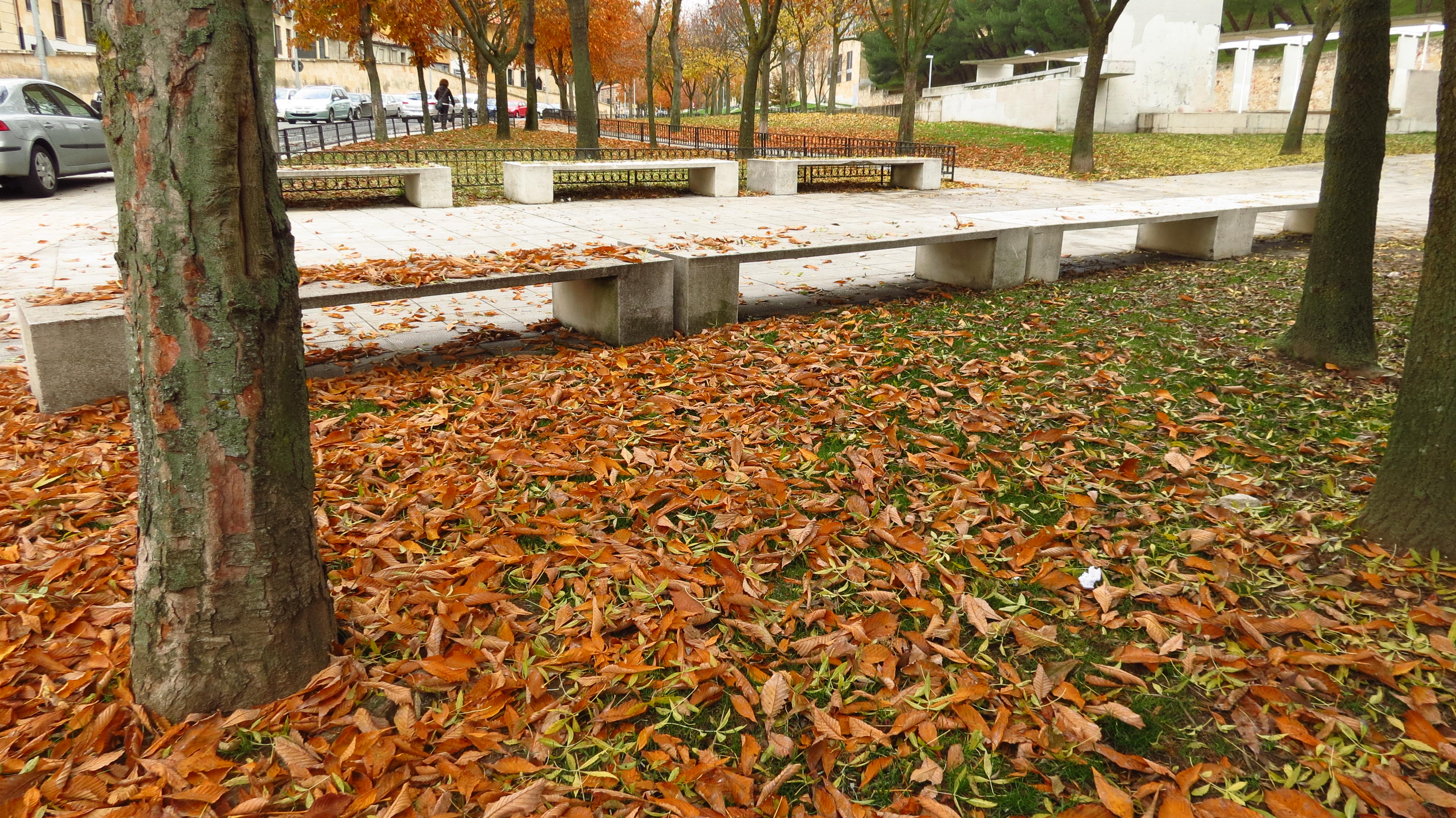 Hojas de otoño 1